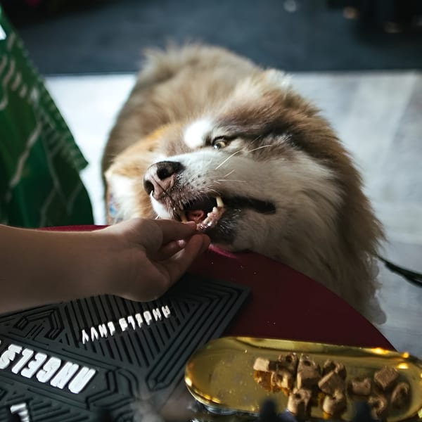 A fluffy brown and white dog eagerly takes a treat from a person's hand.
