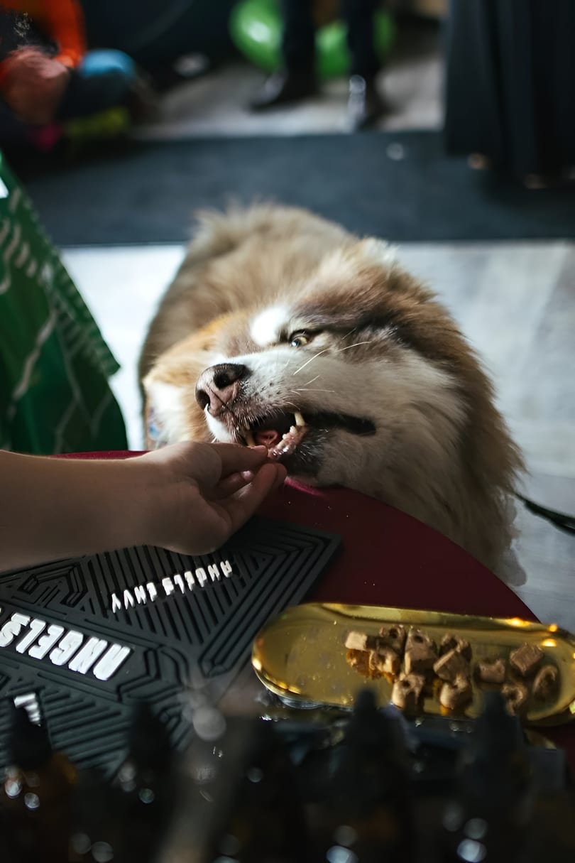A fluffy brown and white dog eagerly takes a treat from a person's hand.