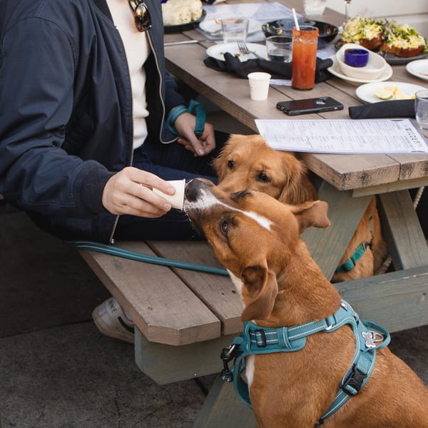 A man feeds water to a brown dog from a cup at an outdoor restaurant table with food.