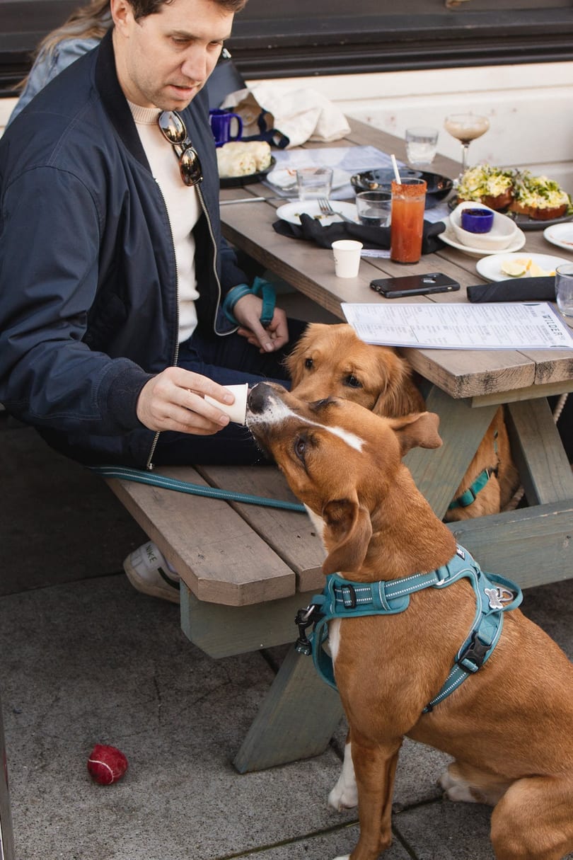 A man feeds water to a brown dog from a cup at an outdoor restaurant table with food.