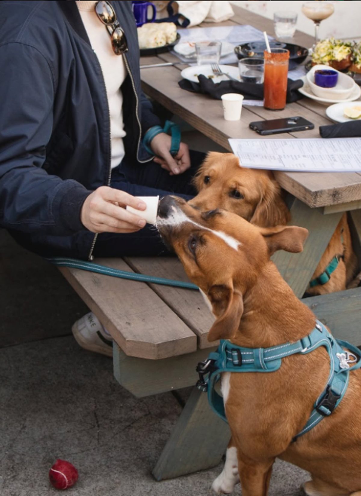 Yappy Hour on the Parklet